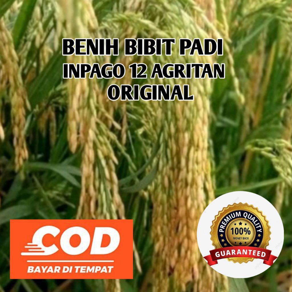 (5KG) BENIH BIBIT PADI INPAGO 12 AGRITAN ORIGINAL