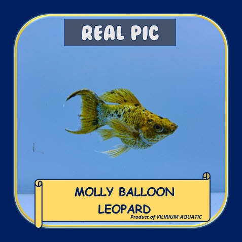 IKAN HIAS AIR TAWAR - MOLLY LEOPARD (IKAN AQUASCSAPE) MOLLY BALON LYRETAIL
