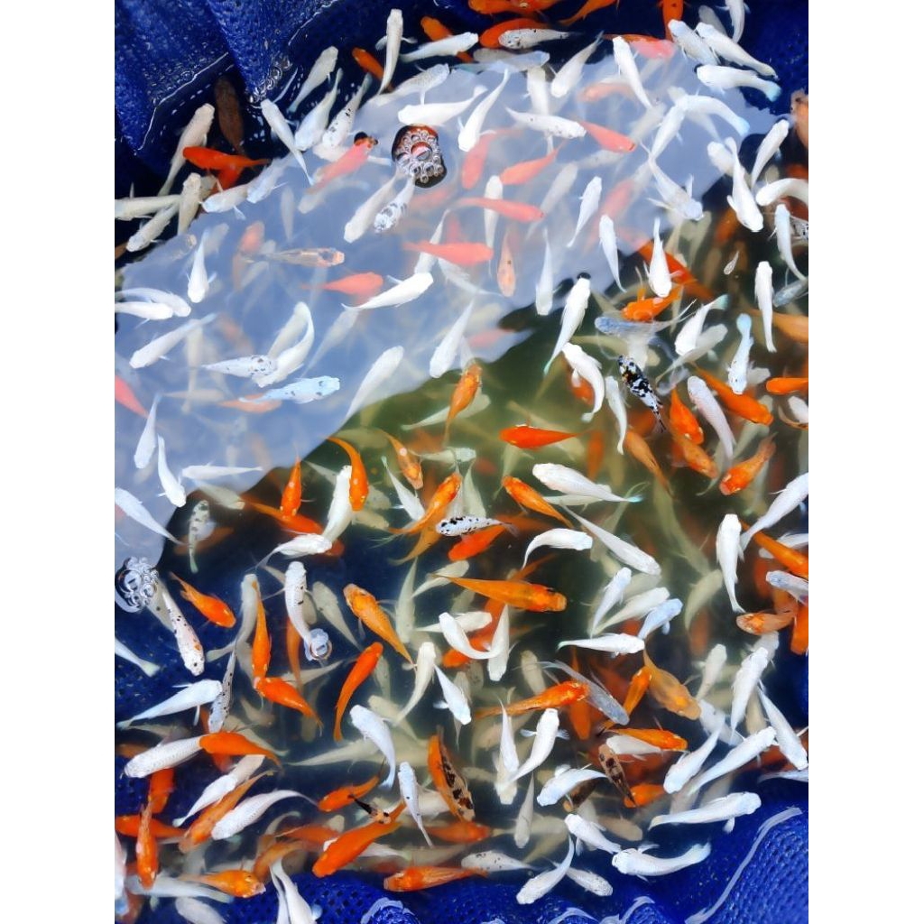 PAKET GROSIR isi 50-100 ekor MOLLY WARNA/JENIS MIX/RANDOM PAKAN PREDATOR