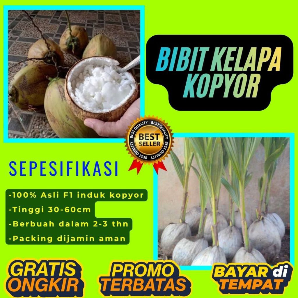 POHON PENDEK  Benih Kelapa Kopyor Kultur Jaringan, Benih Kelapa Kopyor Madu