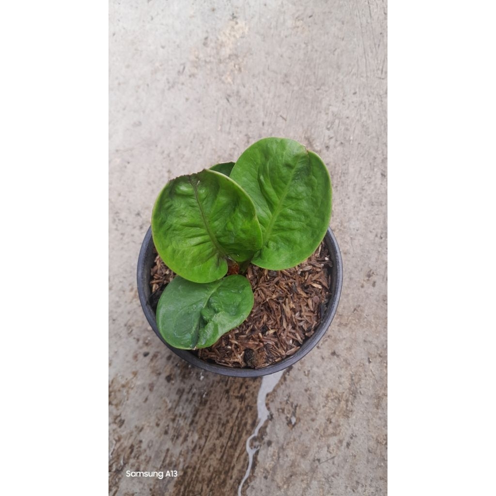 Anthurium Jemani Mangkok Grandpa (Size Remaja Daun 4) (2)