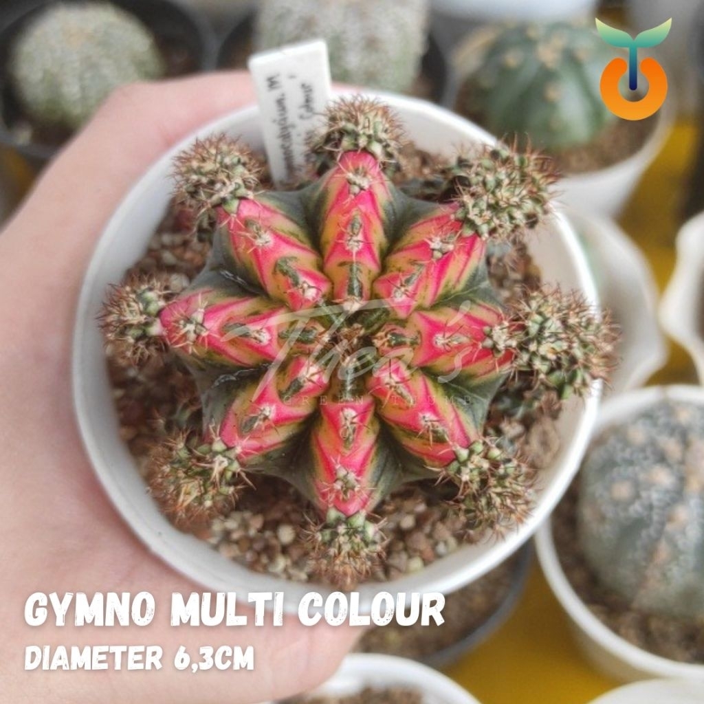 Kaktus Gymno Multicolor 6,3 cm | Tanaman Hias Hidup | Kaktus Mini Cantik untuk Dekorasi Meja & Rumah