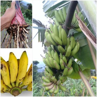 Bibit Pohon Pisang uli Unggul - Pisang uli - Tanaman pohon pisang uli super - anak pohon pisang uli