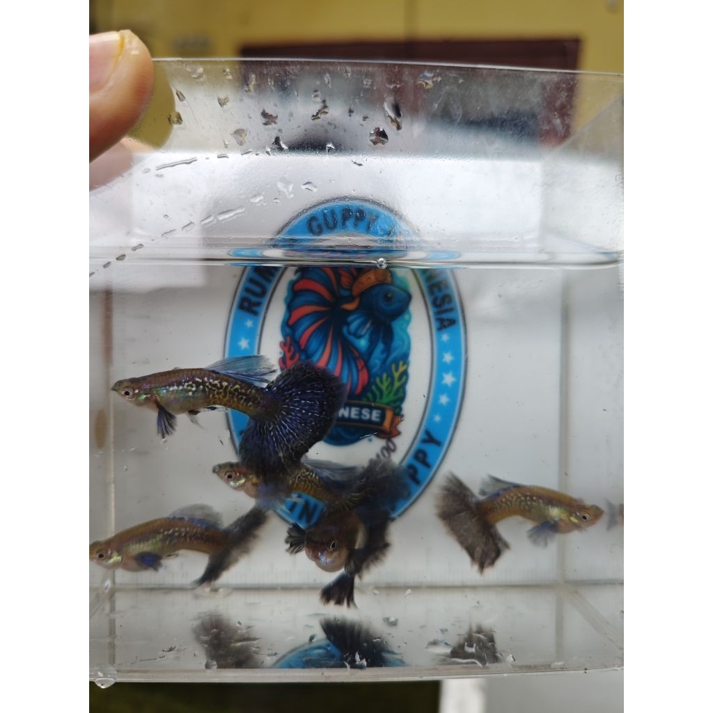Guppy Purple Dragon