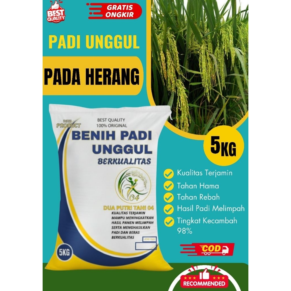 Benih padi unggul PADAHERANG 02 kemasan 5Kg