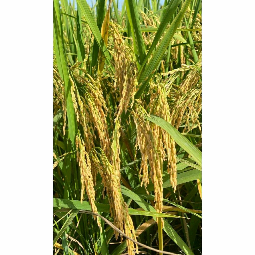 (1KG) BENIH PADI UNGGUL INBRIDA C2 ORIGINAL