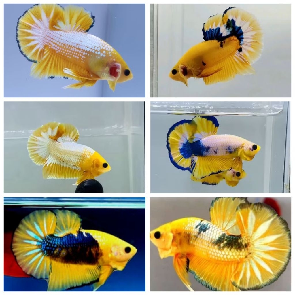 Plakat yellow Fancy top grade