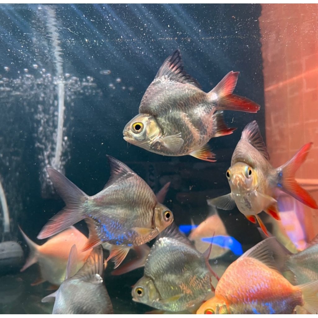 sticker KAVIAT SB KING IJO ALBINO SIZE 7-8CM