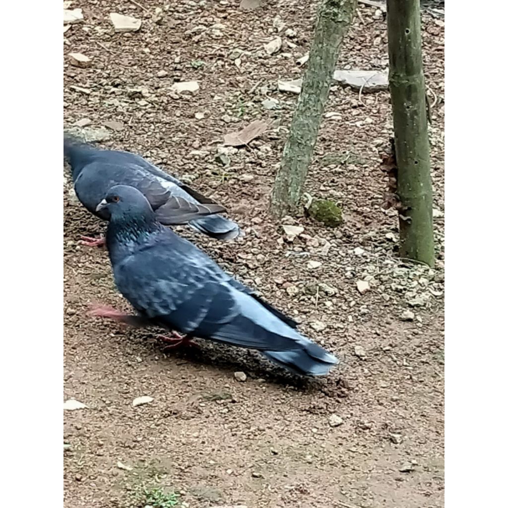 burung merpati/burung dara sepasang hidup