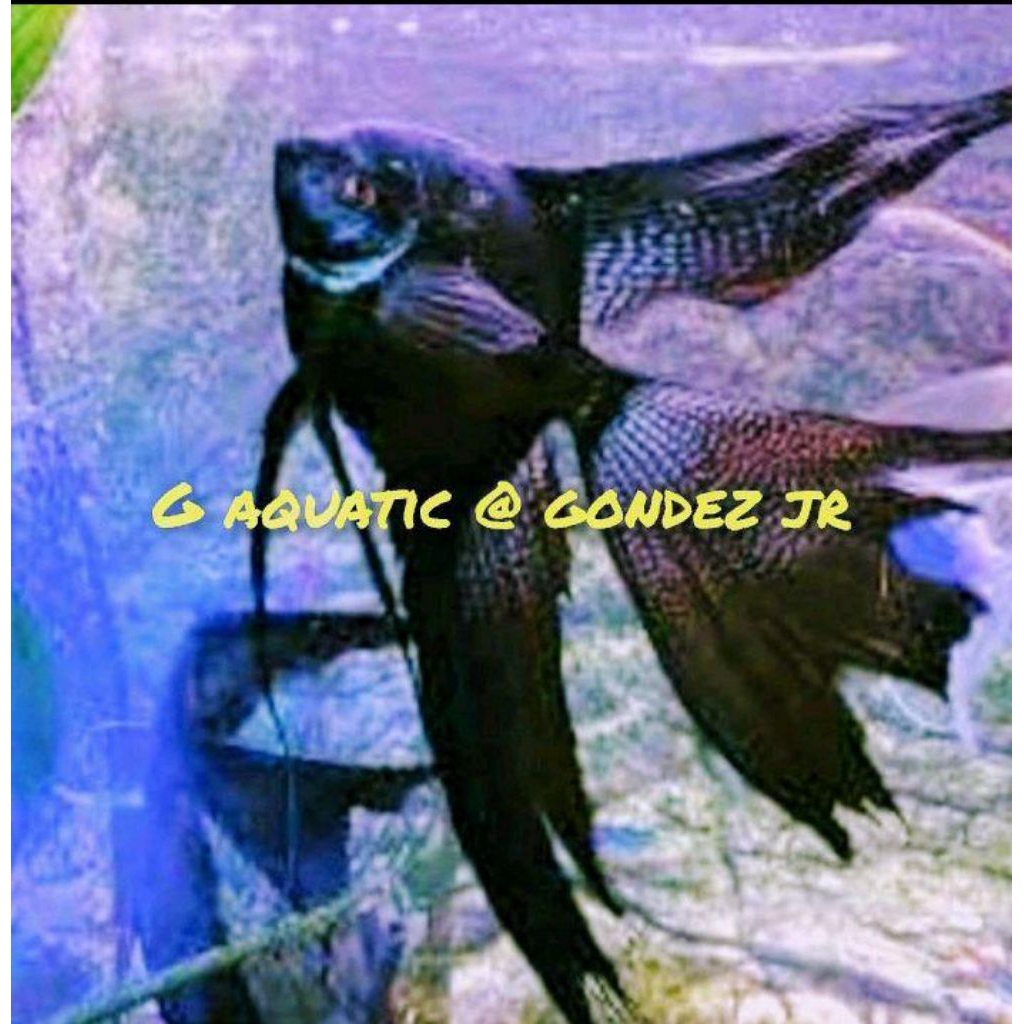 ikan manfish black angel slayer size XL