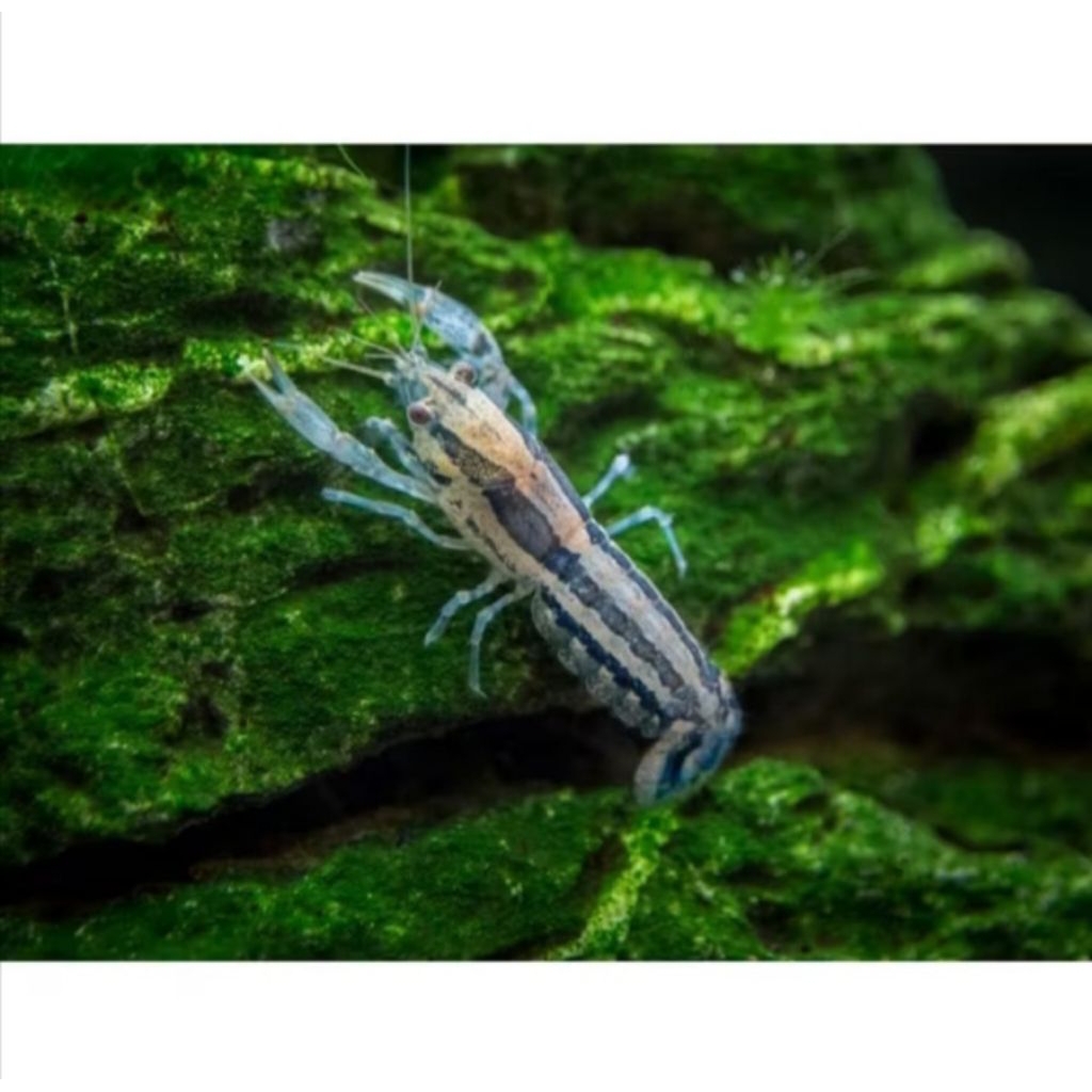 Mini Mexsico/Hiasan Aquascape/Aksesoris aquarium