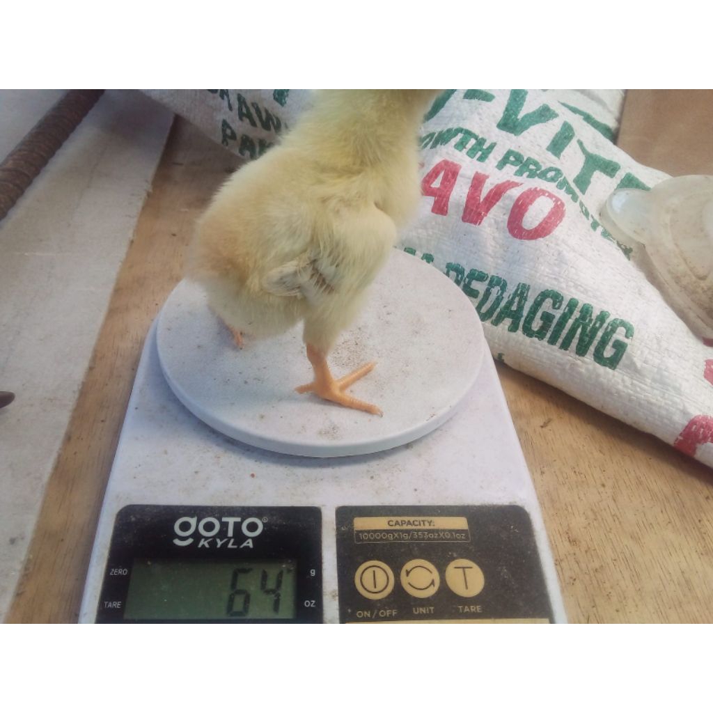 pakan ayam 511 Bravo