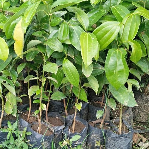 Bibit Kayu Manis Unggul Aromatik Asli