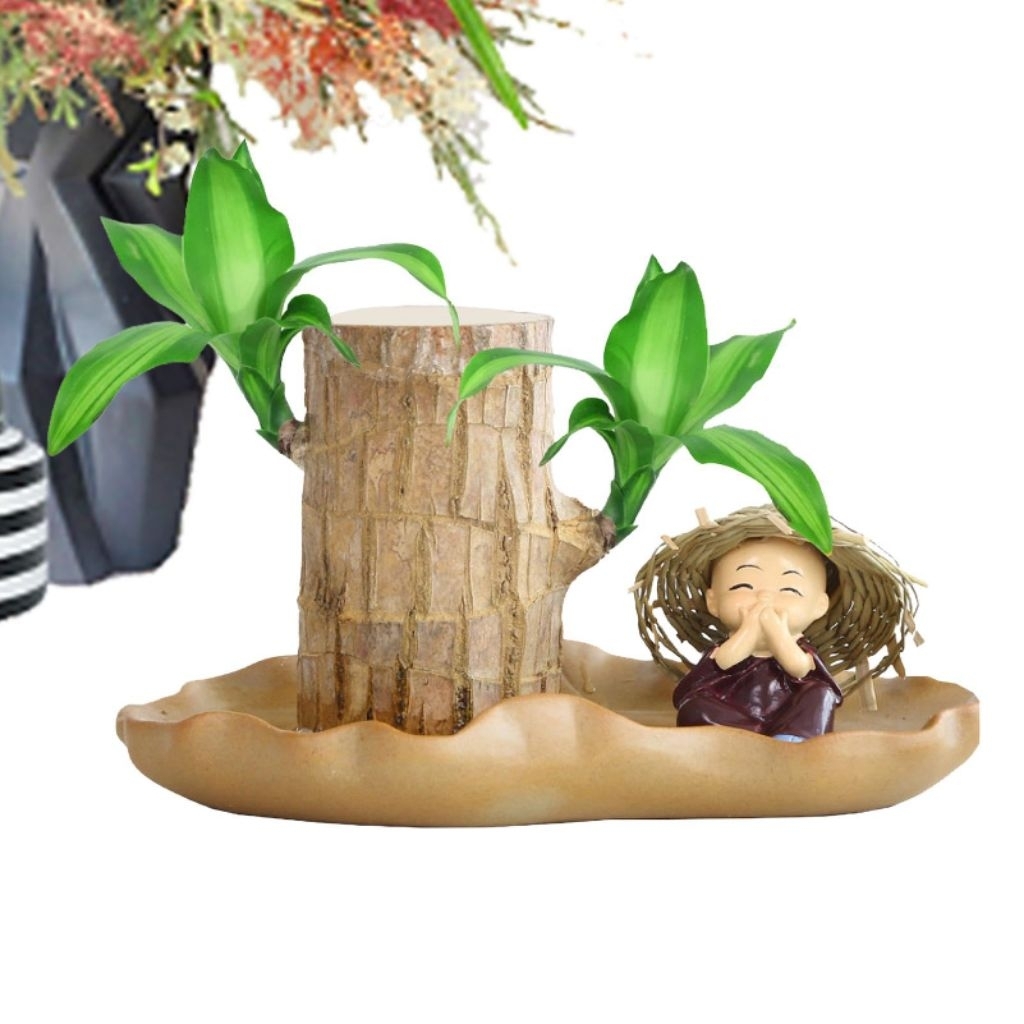 Bonsai Mini Brazilian Lucky Wodd Kayu Keberuntungan Batang Bonsai Brazilian Wood