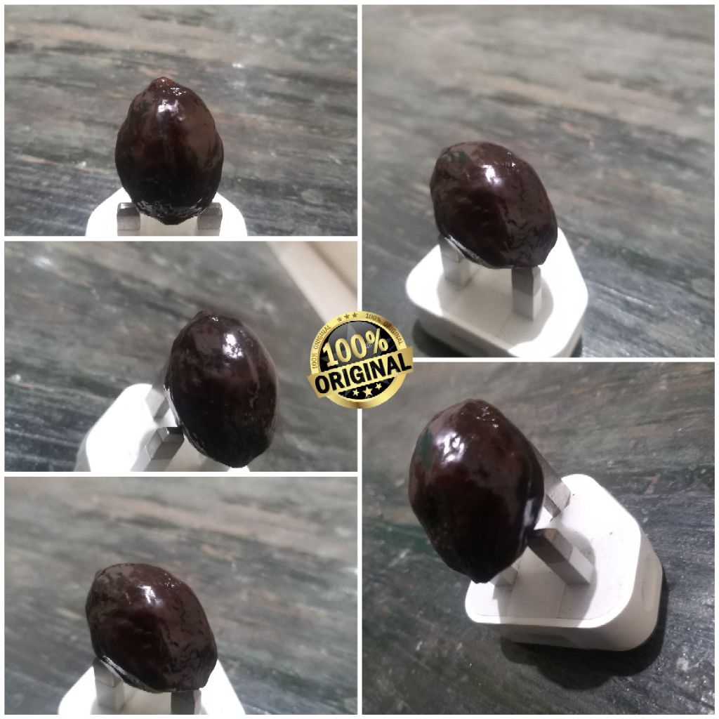 Muncang kemiri ADUAN JENIS JAWA MEGALODON