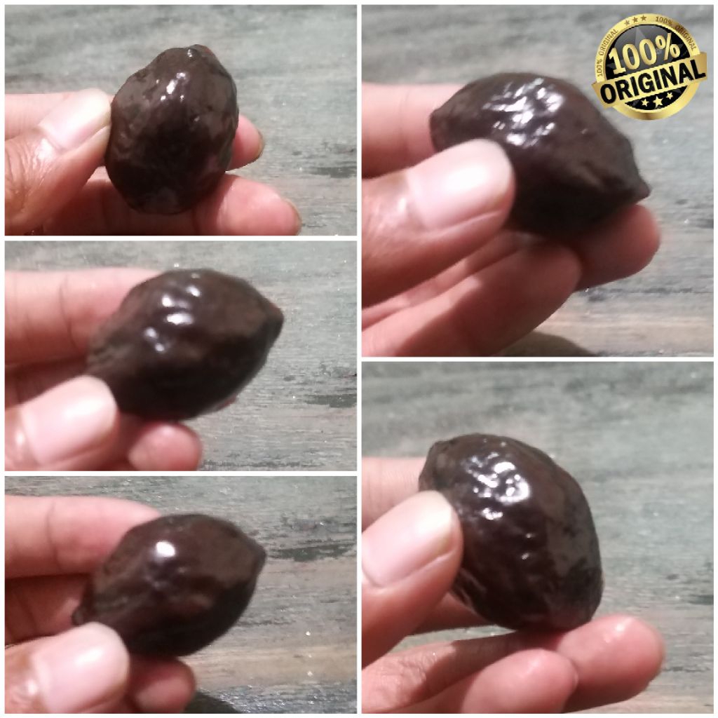 Muncang kemiri aduan Jenis Jayanti Urgent