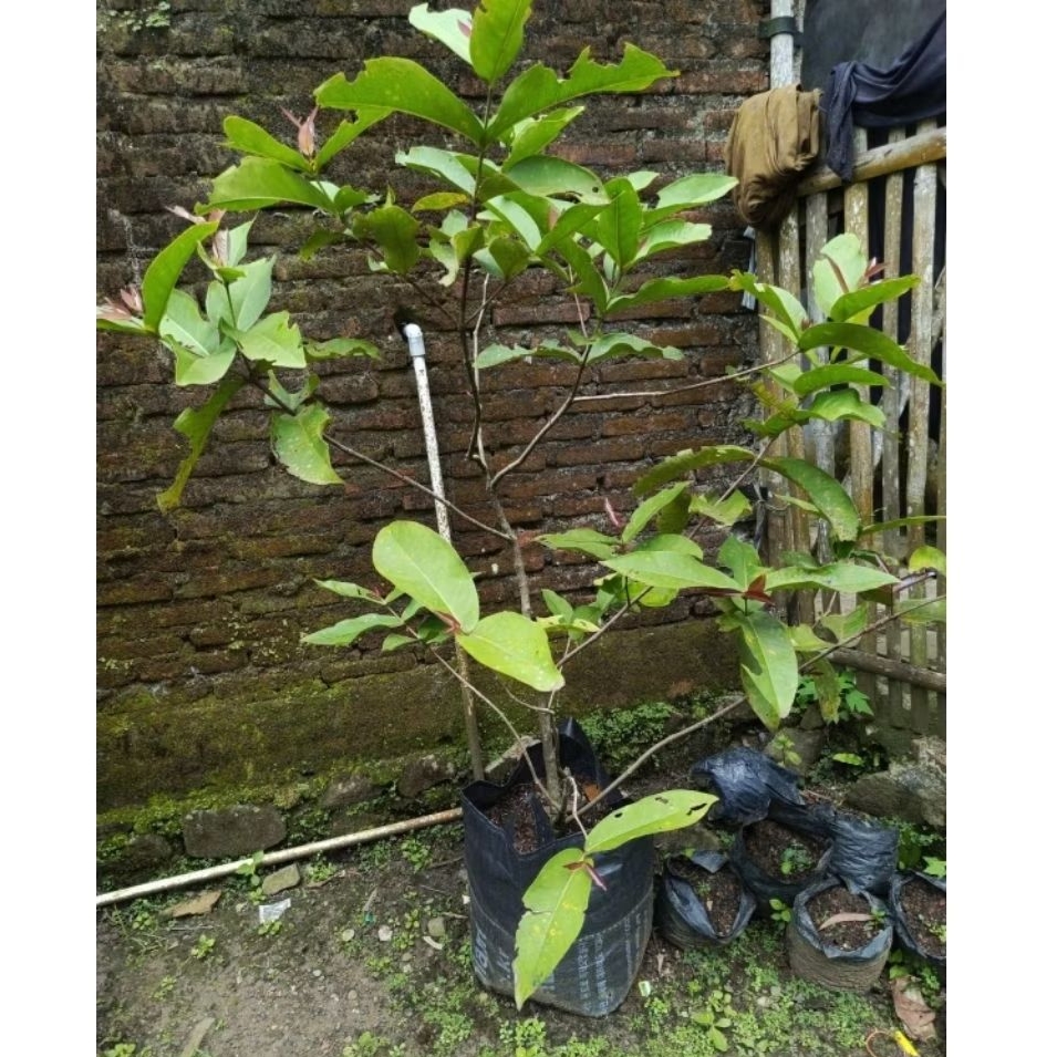 Bibit Jambu Air Kiojok Cangkok Siap Buah