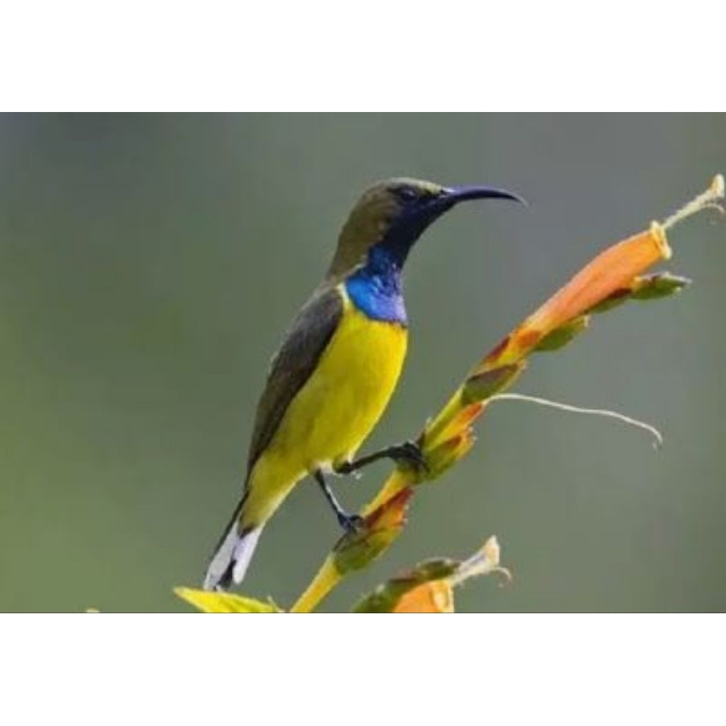 Burung sogon jantan pilihan super