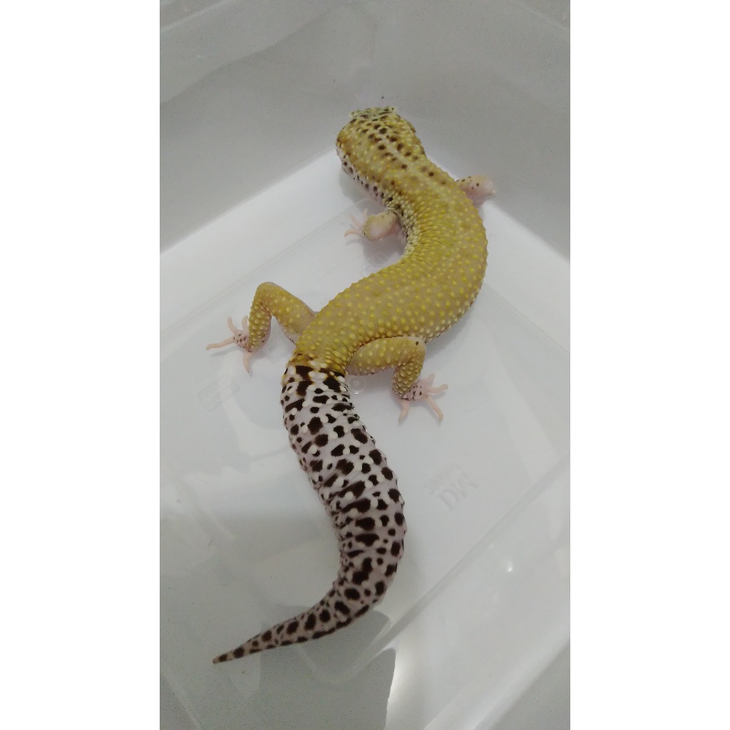 Mainan Gecko  Macksnow Eclipse