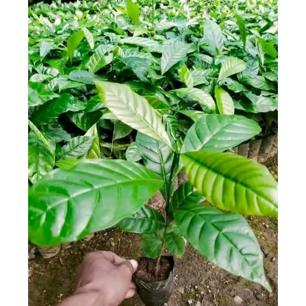 bibit kopi robusta klon bagio super