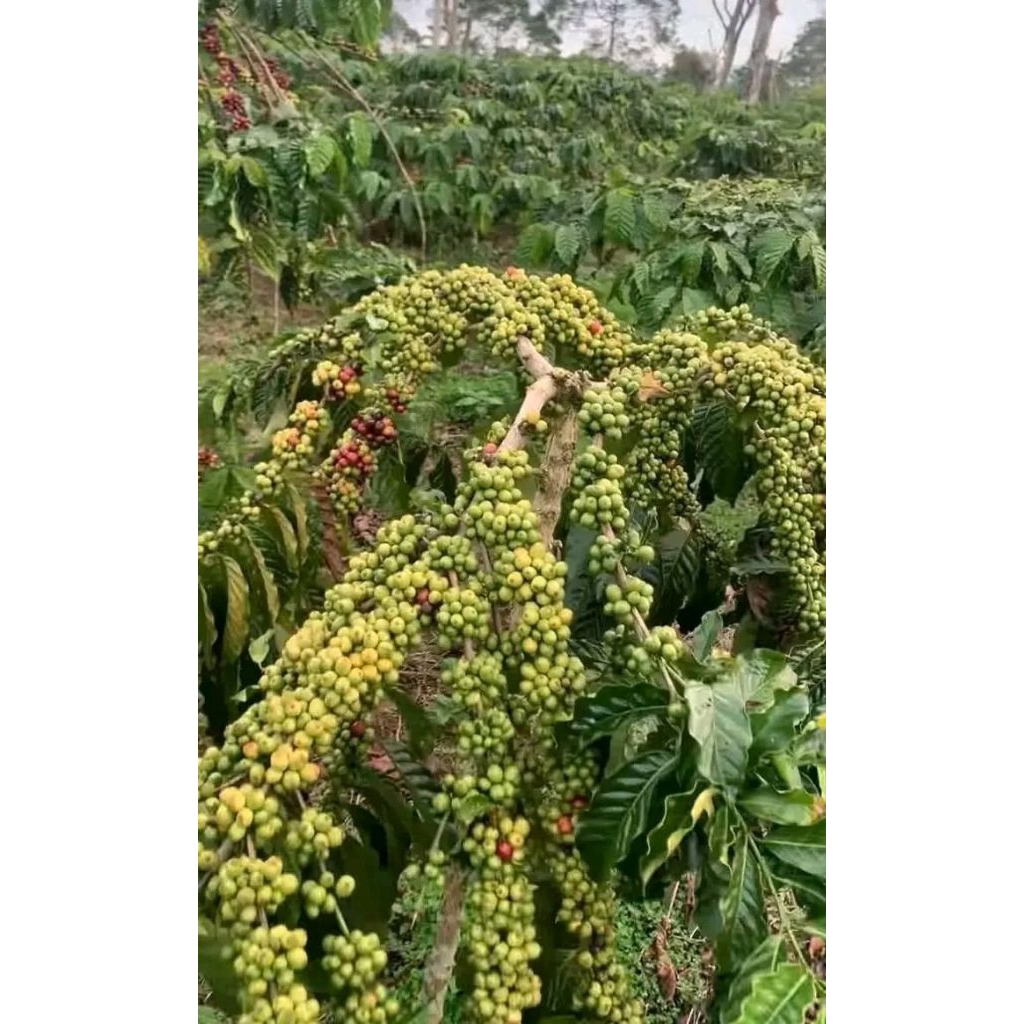 bibit kopi robusta klon bagio super