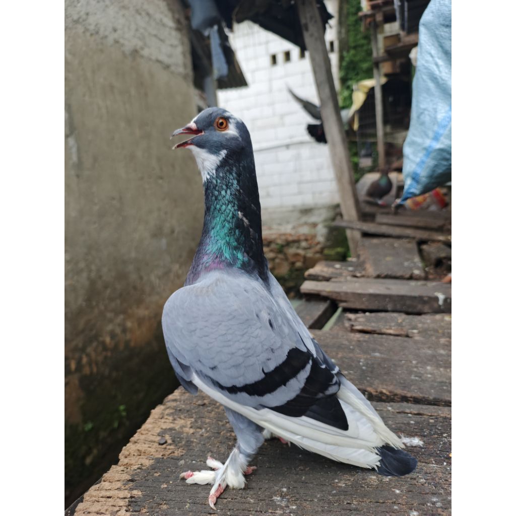 Merpati blantong megan jembros