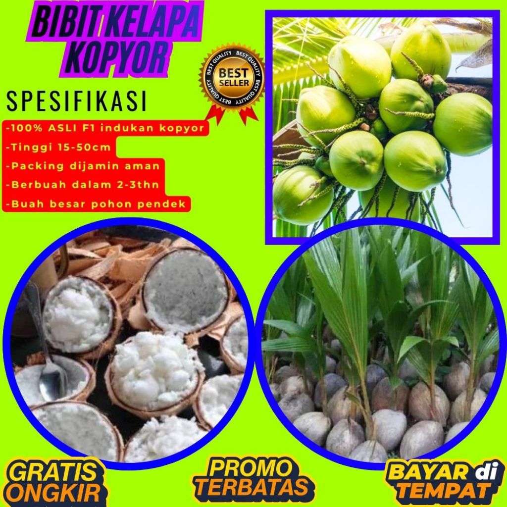 LANGSUNG DARI INDUKAN  Bibit Kelapa Kopyor Asli