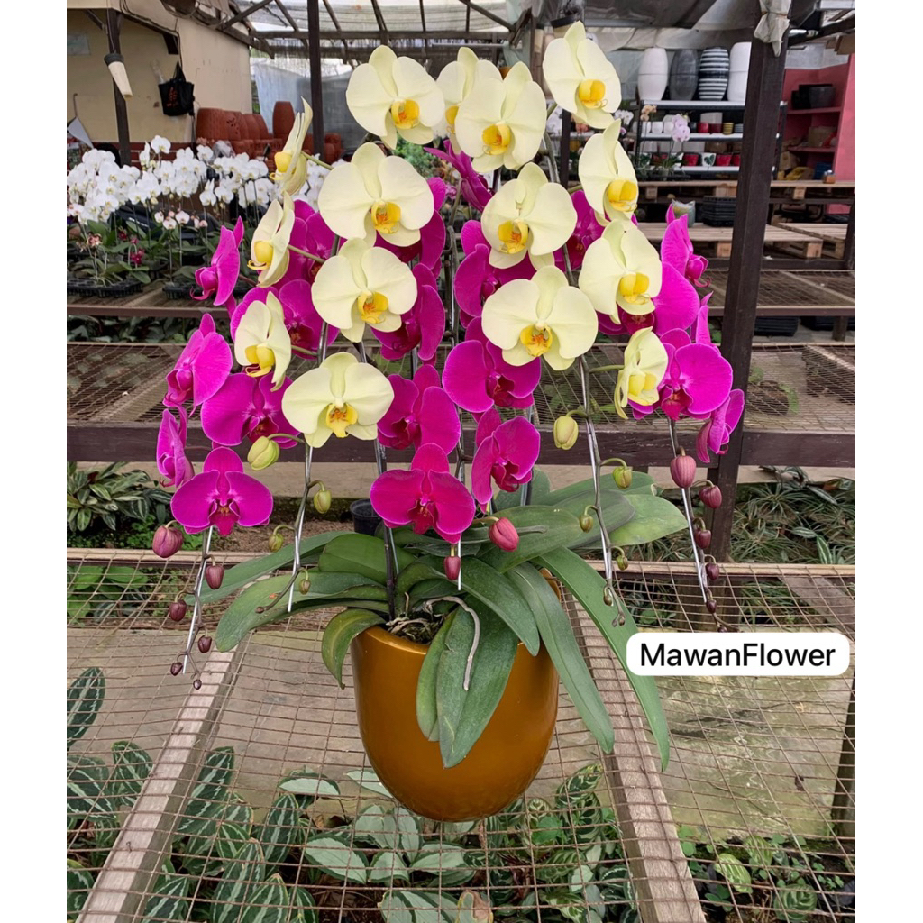 ANGGREK BULAN IMPORT TAIWAN BIBIT F1