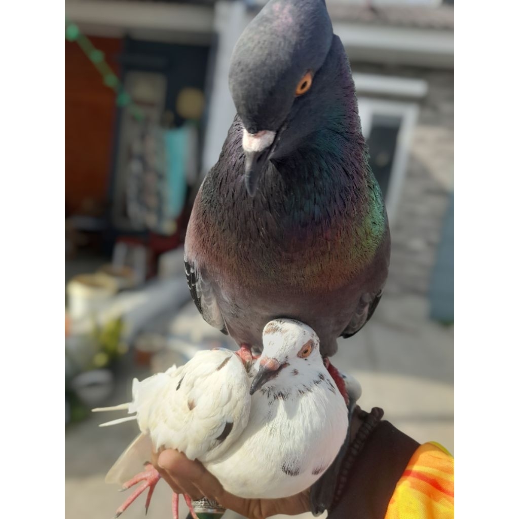 Termurah Sepasang Burung Dara/Merpati Giring Bahan JABODETABEK