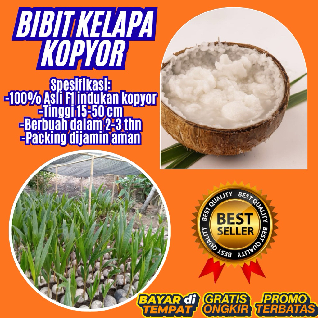 POHON PENDEK  Bibit Kelapa Kopyor Harga, Bibit Kelapa Kopyor Jelly, Bibit Kelapa Kopyor Jelly Thaila