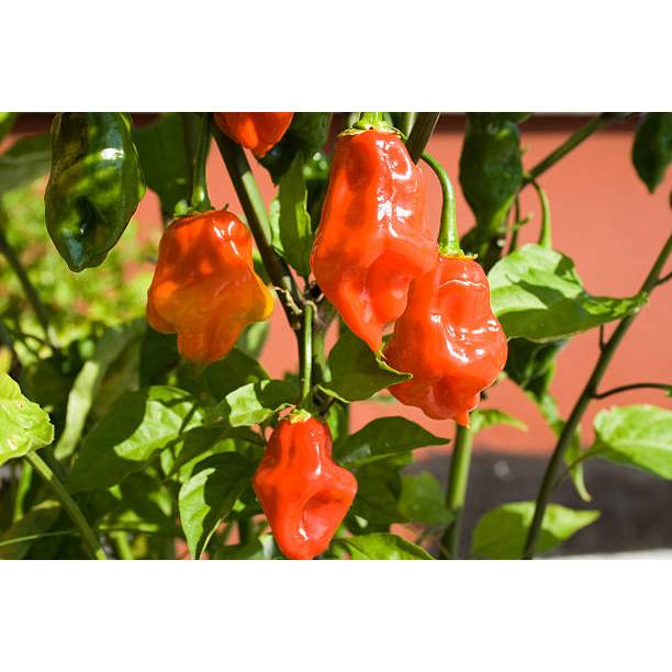 ADA BONUS - Bibit Carolina Reaper