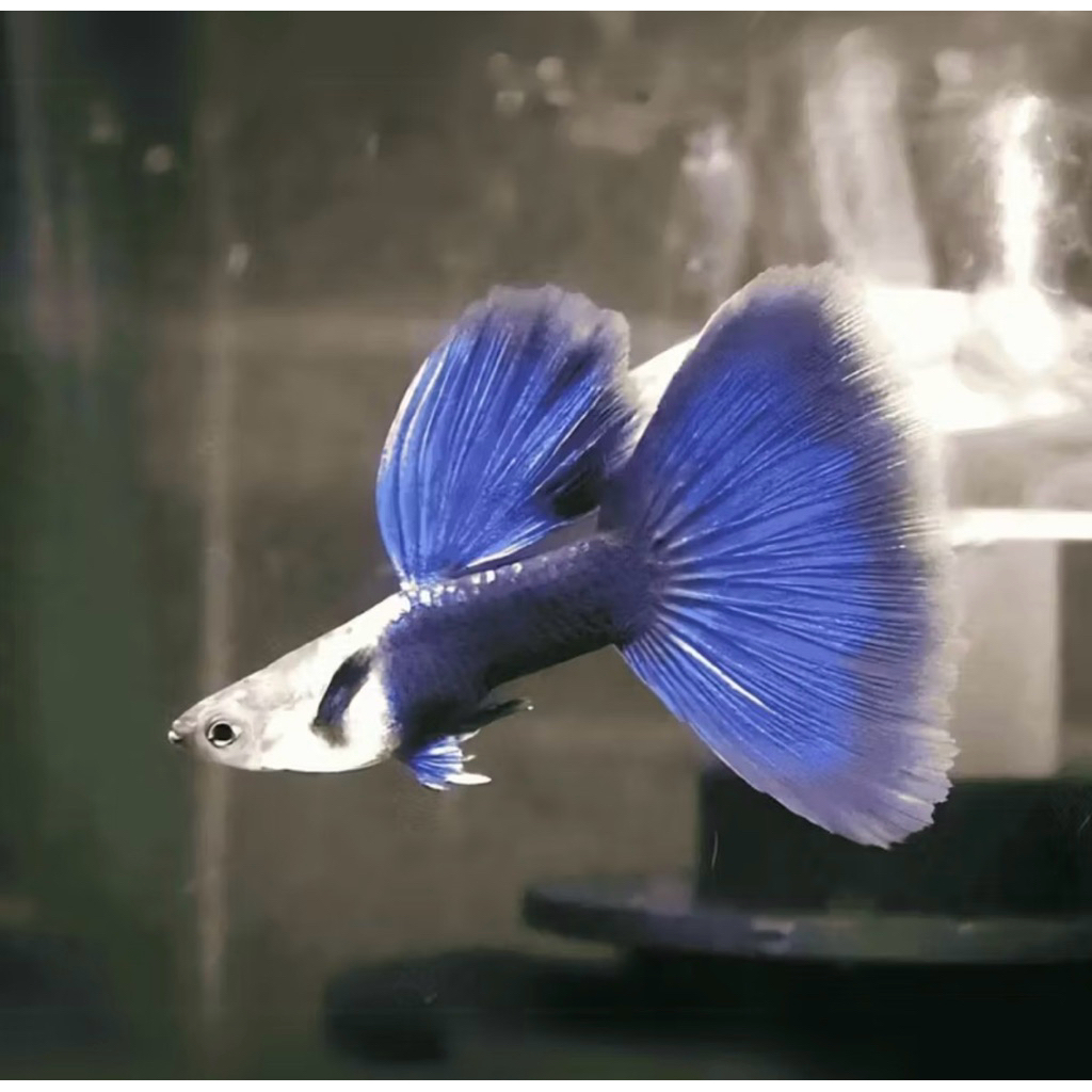 IKAN GUPPY HB BLUE Sepasang/pair