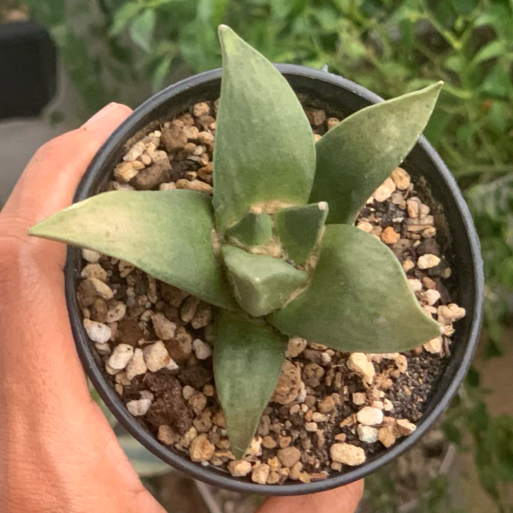 Ariocarpus retusus ario pemula kaktus hidup medan gurun Gymno lb godzi cluster godji kaktus gymnocal