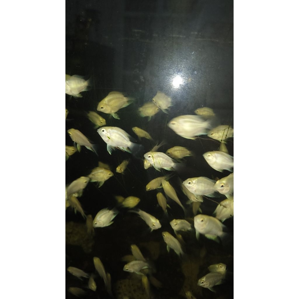 ikan Blue Polar Platinum anakan