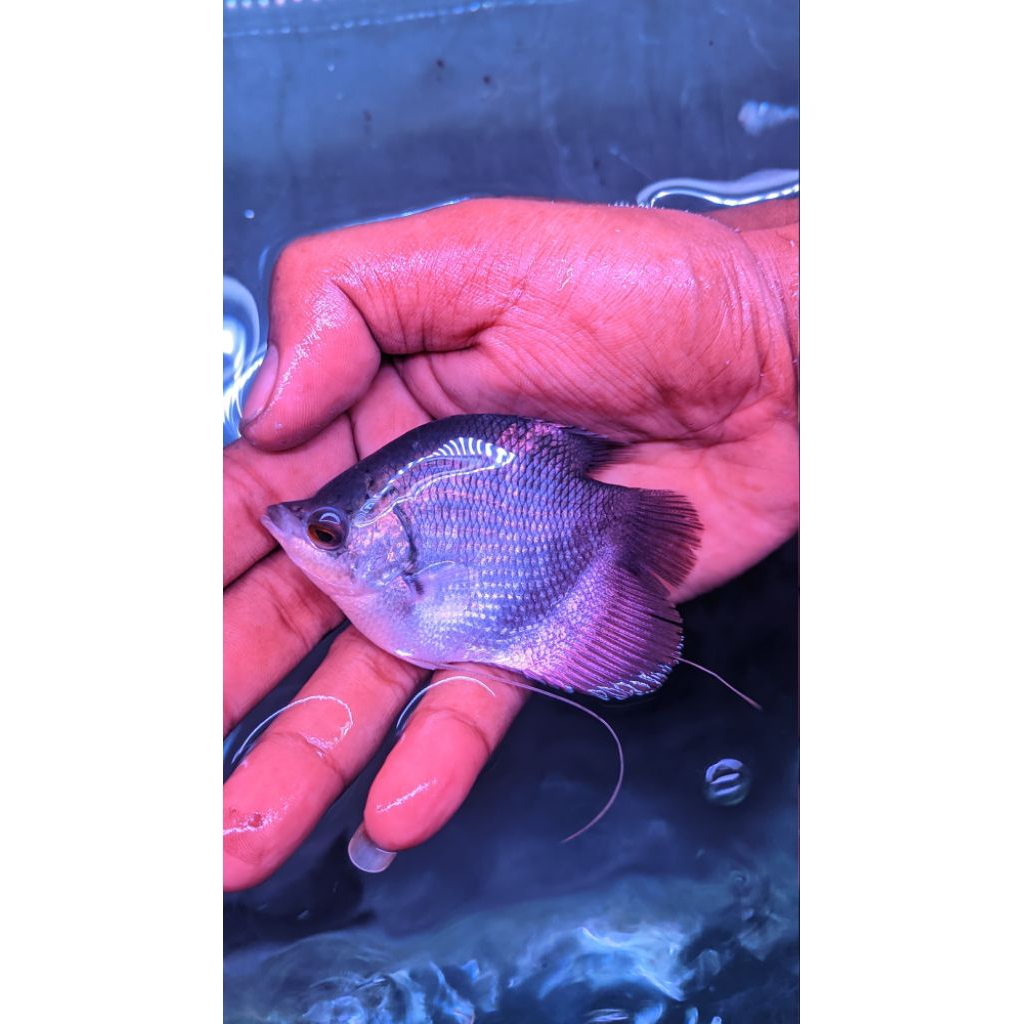 Hiasan aquarium Gurame short body perfect
