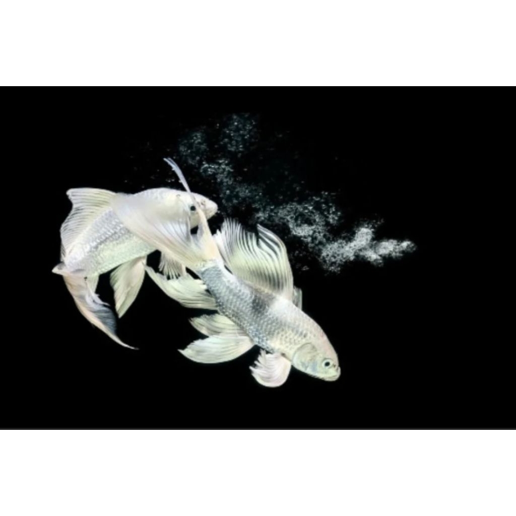 KOI PLATINUM/OGON/KABUTO SEMI SLAYER 14-15CM