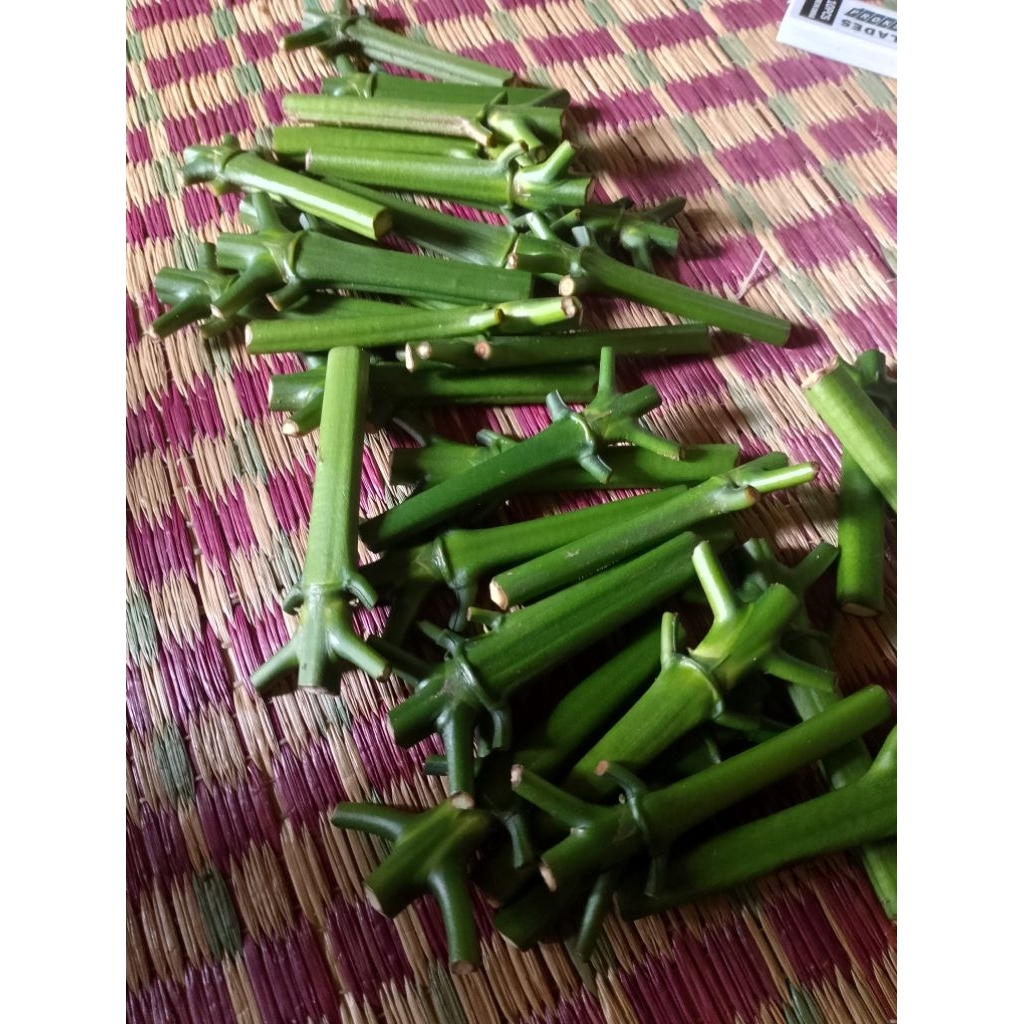 13 stek entres kopi robusta kualitas unggul