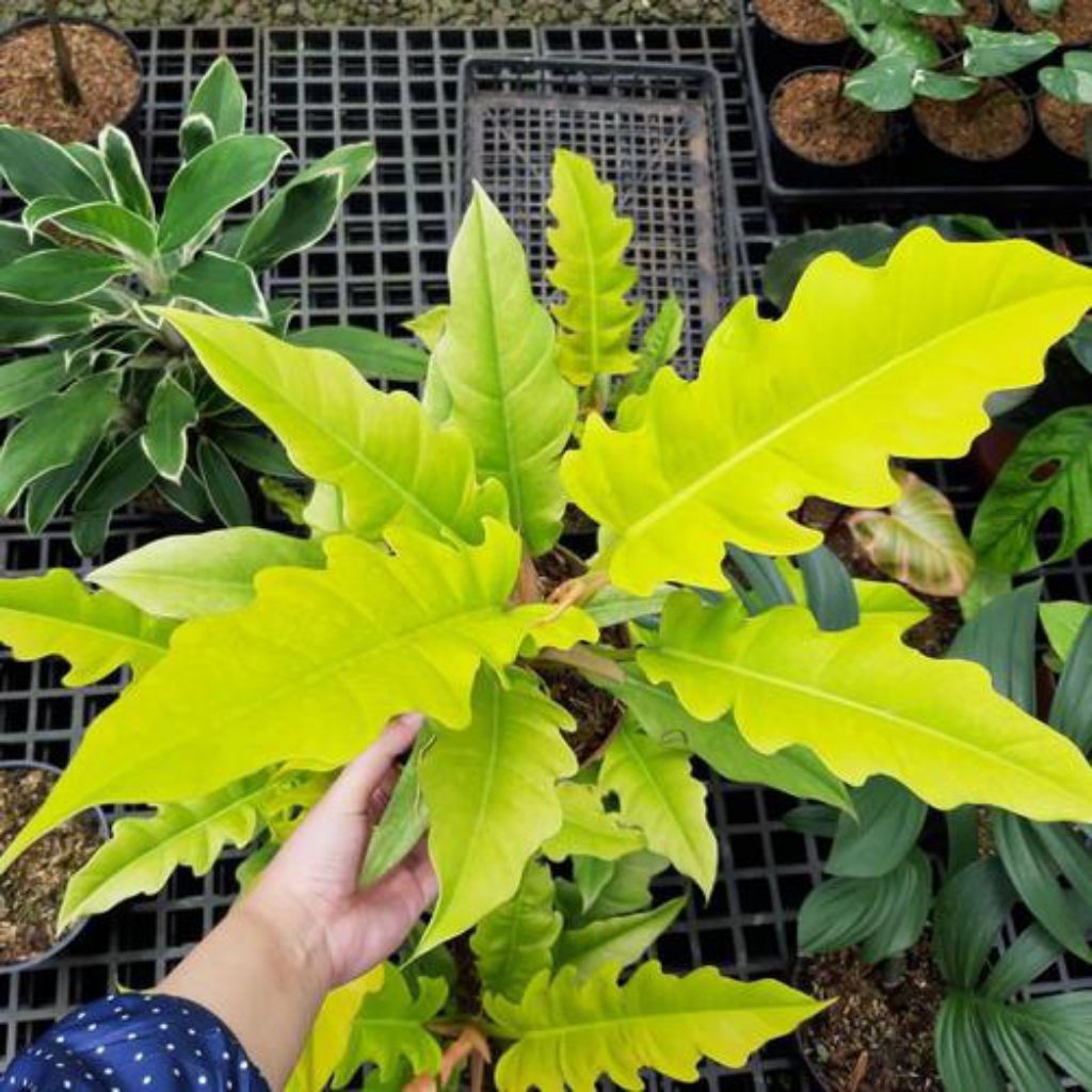 (new) Philo Golden Saw/Tanaman taman/Bisa COD (RIMBUN-MURAH)