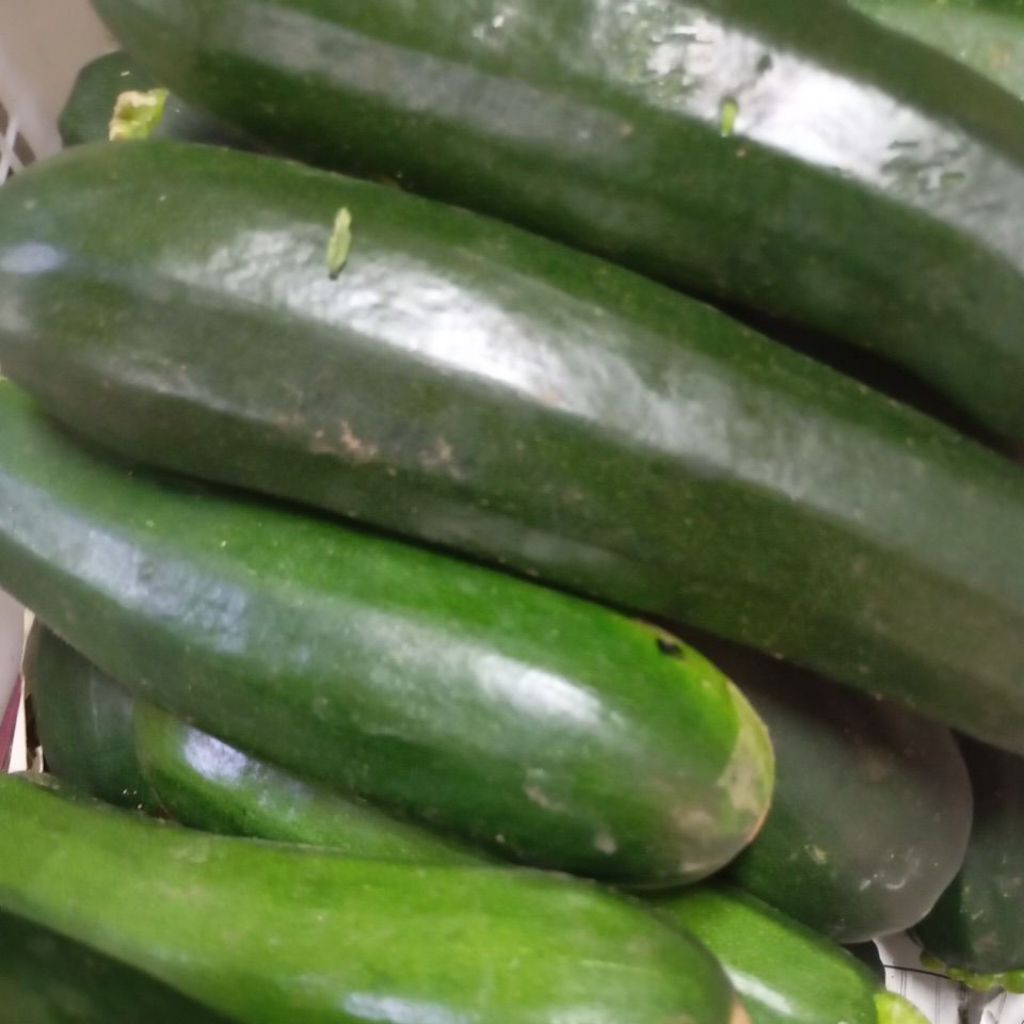 Zucchini Hijau Segar 1kg Fresh