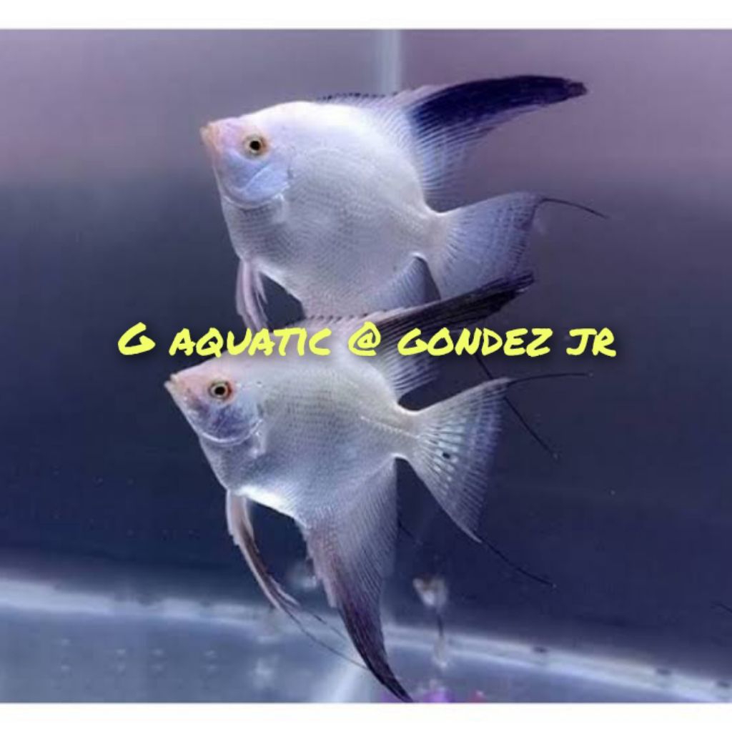 ikan manfish BSP size L