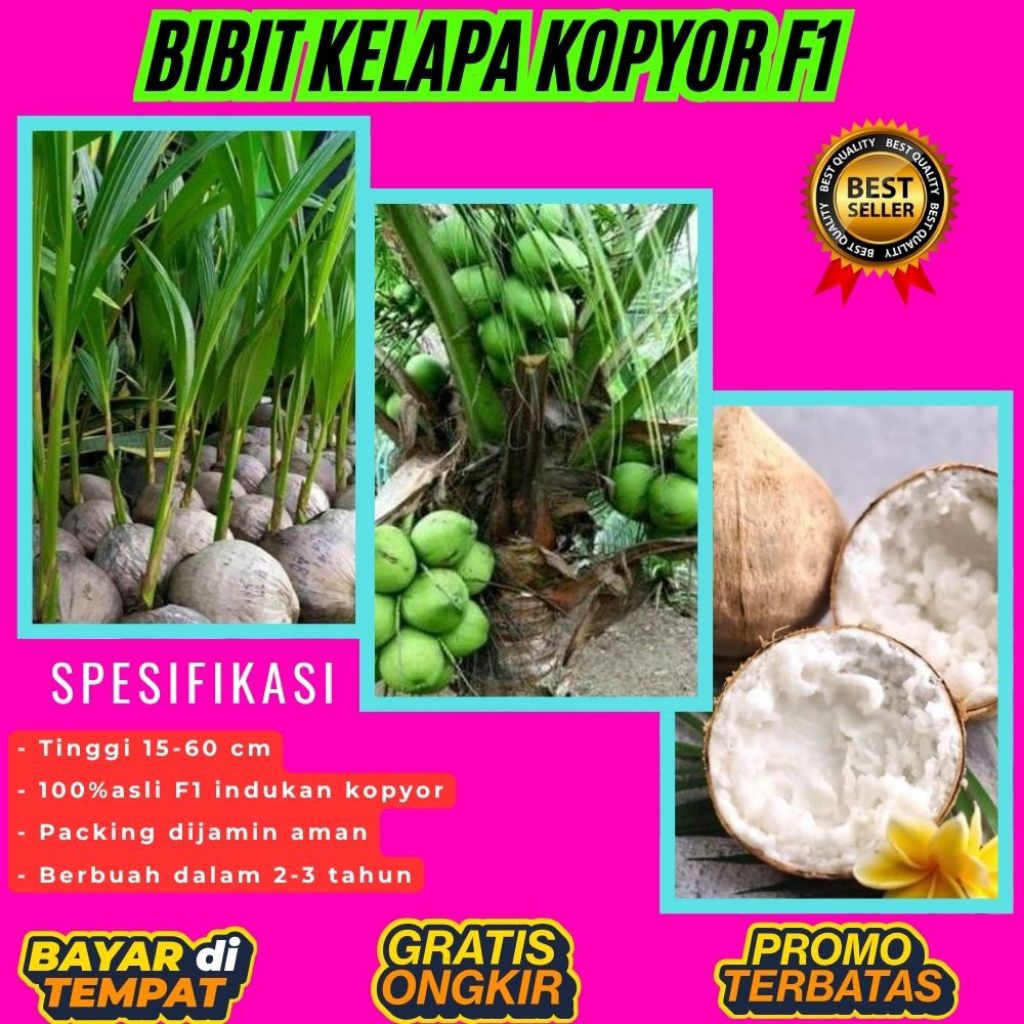 POHON PENDEK  Bibit Kelapa Kopyor Harga, Bibit Kelapa Kopyor Jelly, Bibit Kelapa Kopyor Jelly Thaila