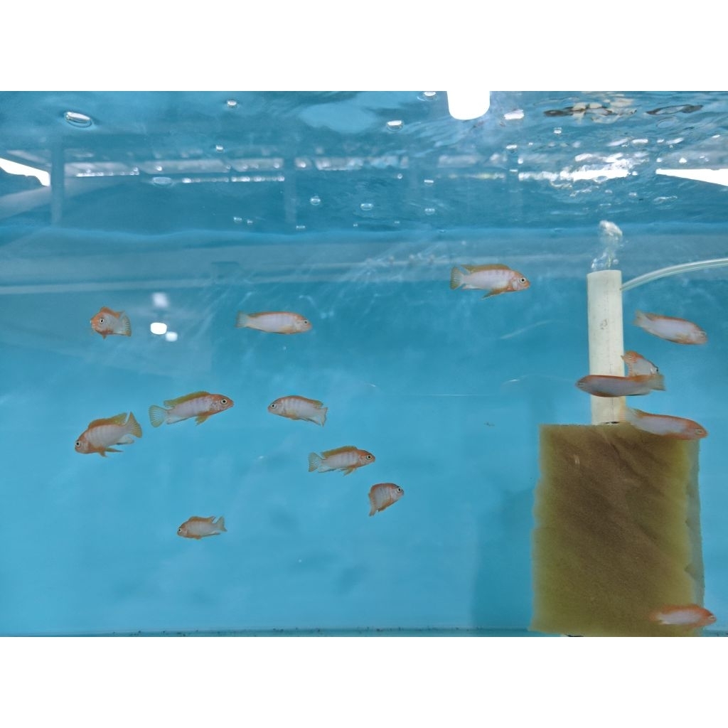 Labidochromis Red Top Hongi