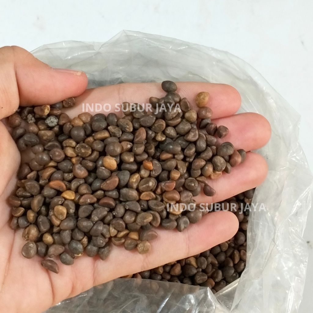 [5 KG] Benih Kangkung Curah Bagus