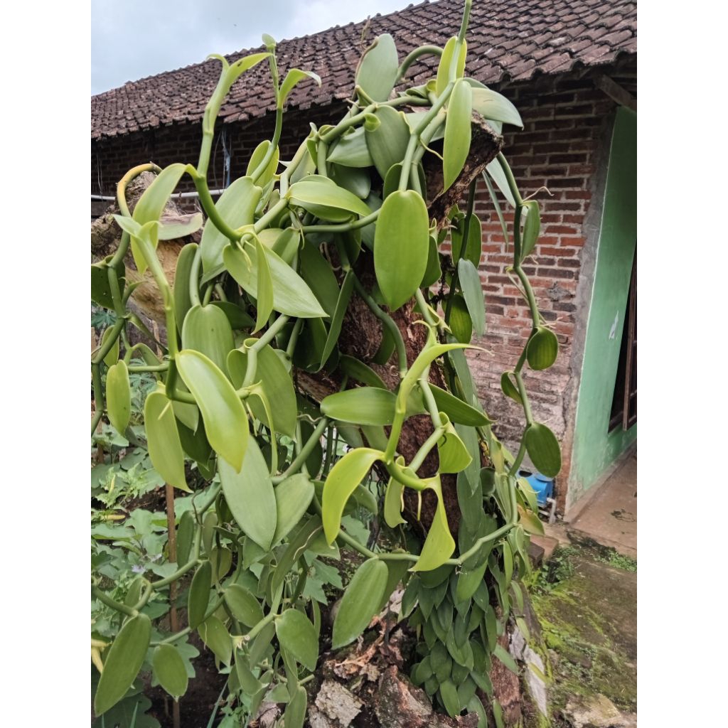 Bibit Vanili Planifolia Asli Unggul