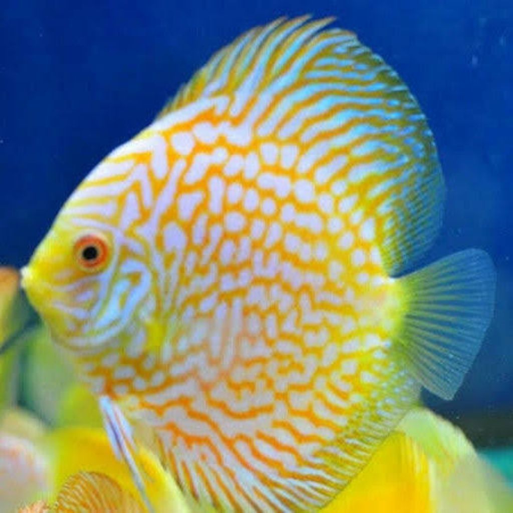 ( hiasan ikan discus) ( YELLOW PIGEON CHECKERBOARD )