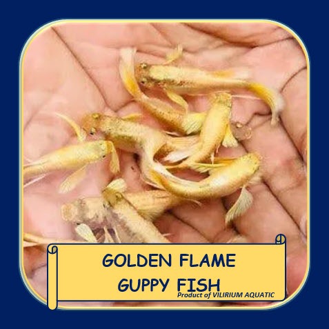 IKAN HIAS AIR TAWAR - GUPPY FULL GOLD / GUPPY GOLDEN FLAME / GUPPY GOLDEN FANCY (IKAN AQUASCAPE) SEP