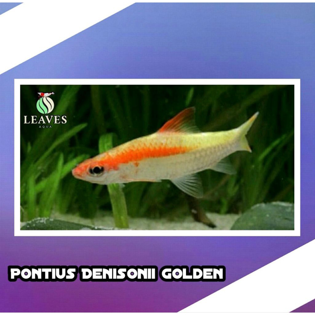 ikan pontius denisoni golden aquascape