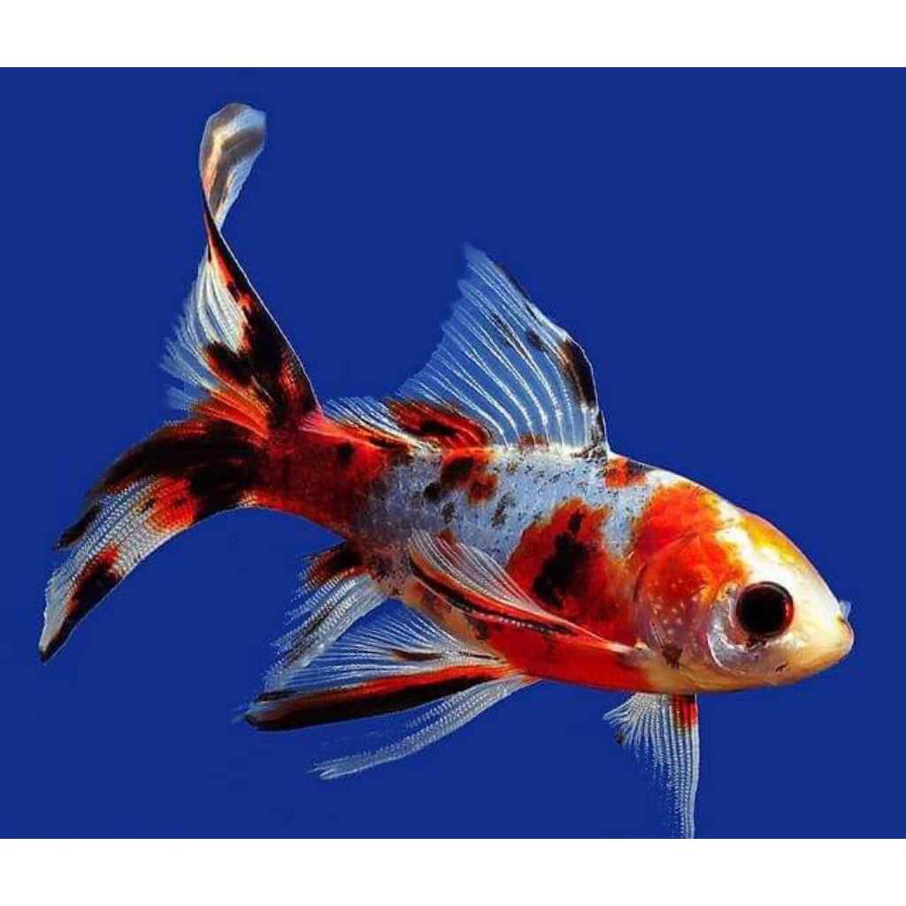 ikan komet bokim calico slayer