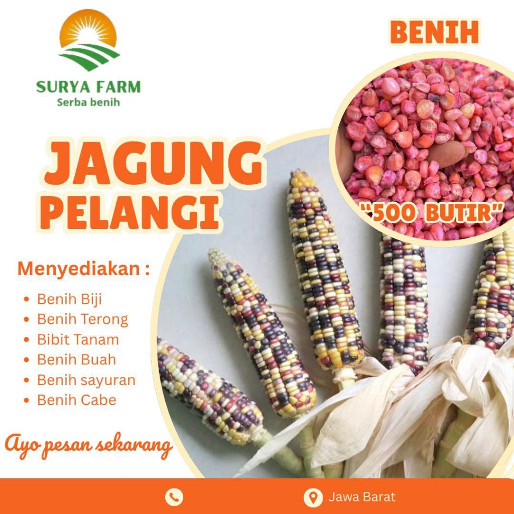 Benih Biji Jagung Pelangi Kemasan  /Bibit Jagung Pelangi unggul