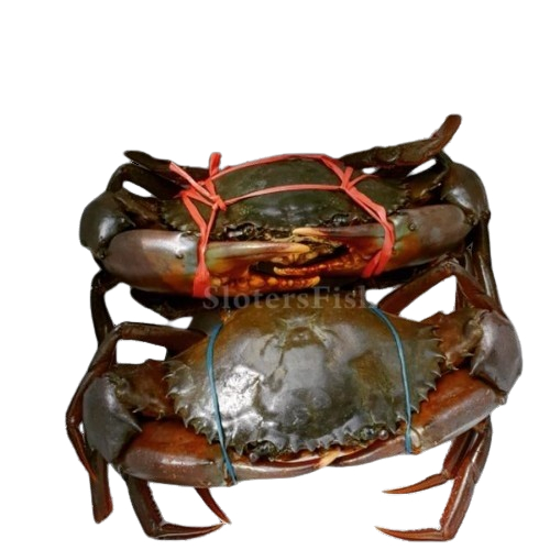 Kepiting1 Kg Kepiting Hidup Kepiting Segar Kepiting Bakau Kepiting Telur Kepiting Telor Kepiting Jan